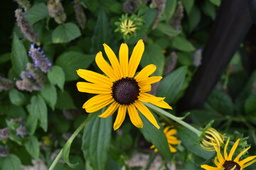  Black-Eyed Susan, a North American flowering plant also known by its scientific name, Rudbeckia...