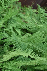 The Eastern hayscented fern scientifically known as Dennstaedtia punctilobula, in a garden in Manhattan, New York City, USA © Nandani Bridglal