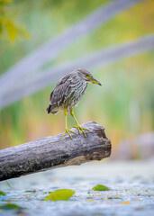 Juvenile black crowned nigt heron