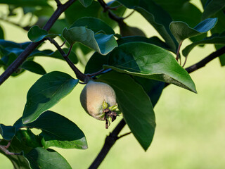 Unripe fruits of the common quince (Cydonia oblonga) on a tree with green leaves.
