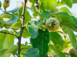 Unripe fruits of the common quince (Cydonia oblonga) on a tree with green leaves.
