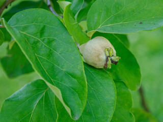 Unripe fruits of the common quince (Cydonia oblonga) on a tree with green leaves.
