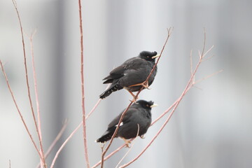 The crested myna (Acridotheres cristatellus cristatellus), also known as the Chinese starling, is a species of starling in the genus Acridotheres. This photo was taken in Japan.