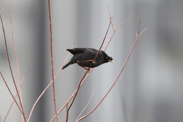 The crested myna (Acridotheres cristatellus cristatellus), also known as the Chinese starling, is a species of starling in the genus Acridotheres. This photo was taken in Japan.
