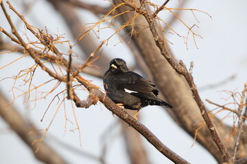 The crested myna (Acridotheres cristatellus cristatellus), also known as the Chinese starling, is a species of starling in the genus Acridotheres. This photo was taken in Japan.