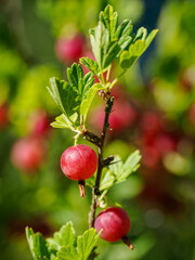 Red gooseberry fruits on a bush with green leaves.
