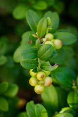Green fruits of lingonberry (Vaccinium vitis-idaea) among green leaves.
