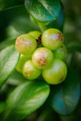 Green fruits of lingonberry (Vaccinium vitis-idaea) among green leaves.

