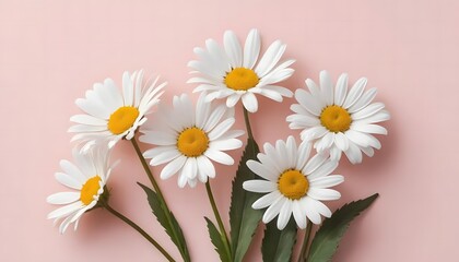 Obraz premium Delicate Daisies on a Pastel Pink Background: A Floral Still Life