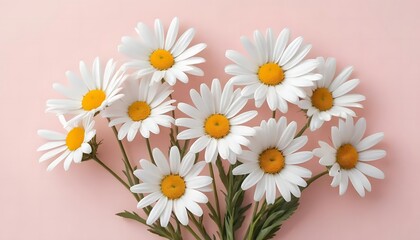Fototapeta premium Delicate Daisies on a Pastel Pink Background: A Floral Still Life