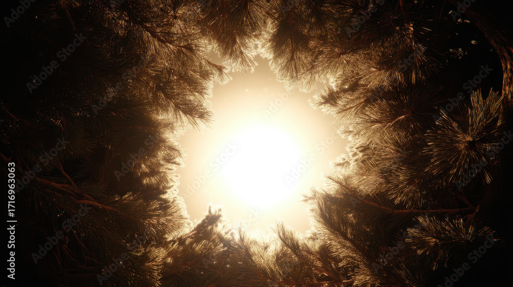 Poster serene view of sunlight filtering through branches of pine trees, creating warm and inviting atmosph