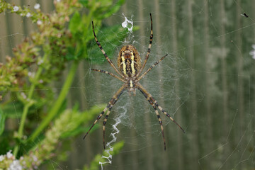 A wasp spider (Argiope bruennichi) on its web outdoors near a plastic greenhouse.
