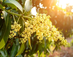 Fotobehang Zorgcentrum Blooming mango flowers in sunlight  © printer