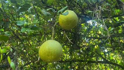 lemon tree with fruits