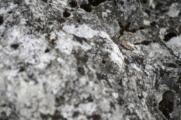 A spotted grasshopper on a grey stone outdoors.
