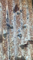 texture of the bark of a tree