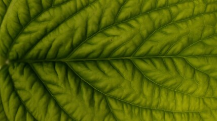 Close up reveals vivid green leaf texture, ideal for nature themes, website design, ecological marketing or botanical illustrations.