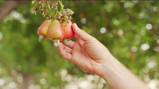 slow motion, cashew nut farmer harvesting or handpicking ripe fruit on tree in farm, kernel with shell, orchard or plantation