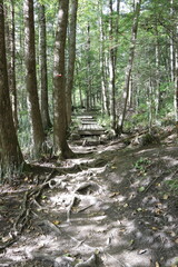 Difficult trail in the wood. Park and outdoor activities. Hiking in the forest. Nature background and trees with a footpath. Roots of trees at the ground and steep path.