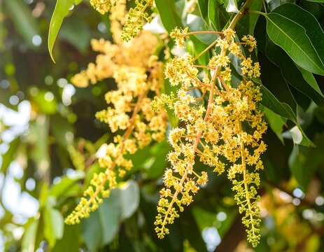 Blooming tree with clusters of pale yellow flowers