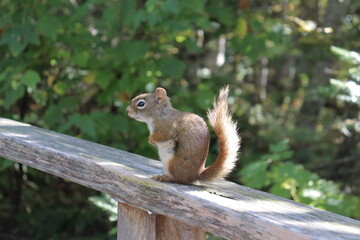 Close-up of a squirrel in the park. Wildlife in the forest. 