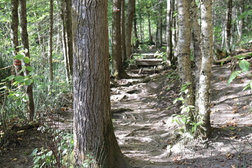 Fototapeta premium Difficult trail in the wood. Park and outdoor activities. Hiking in the forest. Nature background and trees with a footpath. Roots of trees at the ground and steep path.