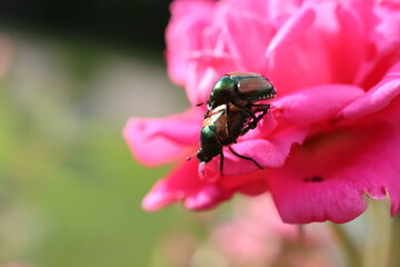 Japanese beetles mating on a rose