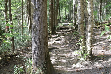 Difficult trail in the wood. Park and outdoor activities. Hiking in the forest. Nature background and trees with a footpath. Roots of trees at the ground.