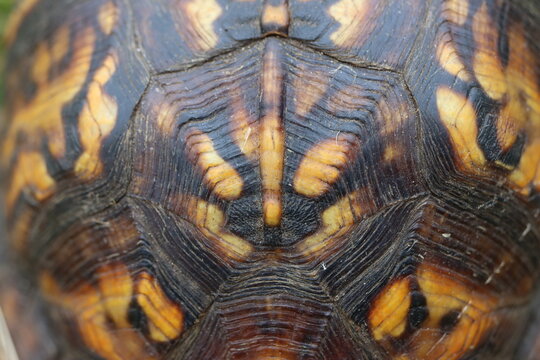 Macro closeup of a box turtle shell