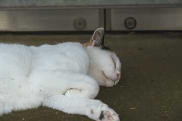 ごろんと寝ている白い猫