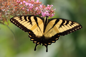 A beautiful eastern tiger swallowtail butterfly enjoying little pink flowers