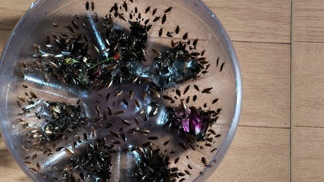 Close-up view of multiple cockroaches caught in a plastic container, insect behavior."