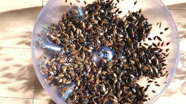 Swarm of tiny roach nymphs crawling inside a transparent bottle trap, household infestation