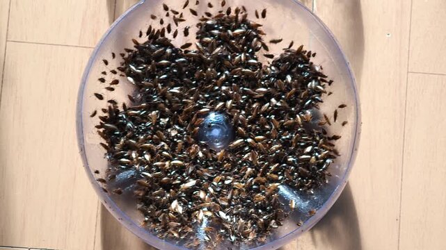 Sanitary problem concept featuring live cockroaches imprisoned in a waste plastic bottle."