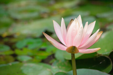 Lotus flower at Beitou literary Trail in Taipei