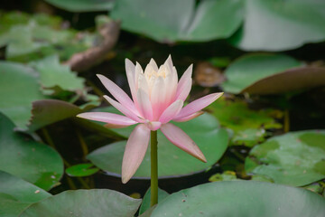 Lotus flower at Beitou literary Trail in Taipei