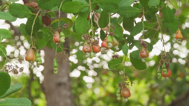 Clusters of cashew apples with attached raw nuts on tree branches, fruits at different stages of ripening, green leaves, farm, plant
