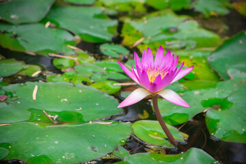 Lotus flower at Beitou literary Trail in Taipei