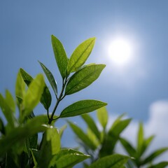Bright sun casting shadows of leaves, Sunshine and blue sky