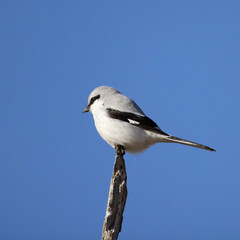 Side view of loggerhead shrike Lanius ludovicianus perched on a stick against a blue sky