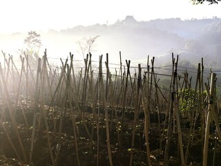 A tranquil rural farm field with young plants on bamboo stakes in the misty morning light.