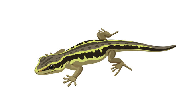 Cartoon illustration of a slender lizard with distinct stripes against a plain backdrop displaying its unique appearance and natural colors