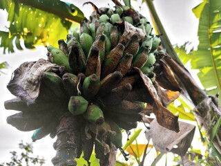 A bunch of unripe green bananas on a tree suffering from disease or blight, causing them to rot and decay.