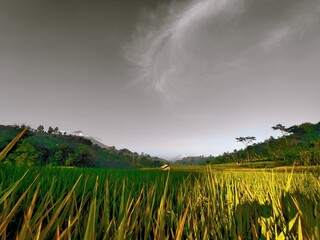 A wide shot of a lush green rice paddy field under a dramatic, cloudy sky, with rolling hills in the background.