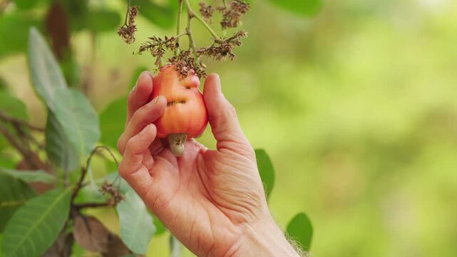 Close-up of a famer's hand picking and harvesting a ripe orange cashew apple or fruit with attached nut with shell from tree, slow motion