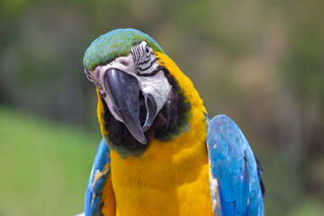 View of a Blue-and-yellow Macaw (Ara ararauna) staring directly into the camera. The vibrant colors of its plumage are the focus, with a striking blue crown and wings, and a bright yellow chest.