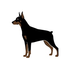 black dog sitting isolated on white background