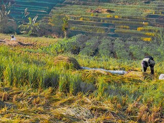 Farmers harvesting rice in terraced fields.