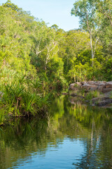 Fototapeta premium River in the forest