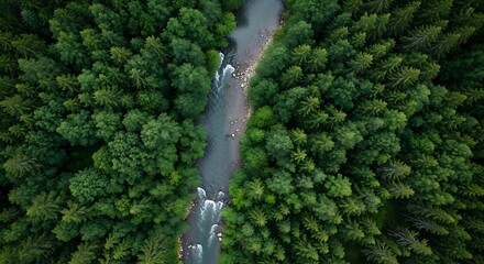 Aerial View of Forest Canopy with River Flowing